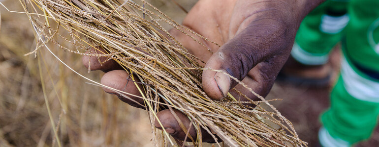 Eine Hand ist in der Nahaufnahme zu sehen, sie hält Getreide.