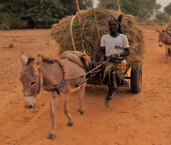 Eine Frau fährt mit einem Eselskarren voller Heu durch ein Dorf in Burkina Faso.