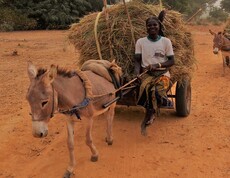 Eine Frau fährt mit einem Eselskarren voller Heu durch ein Dorf in Burkina Faso.