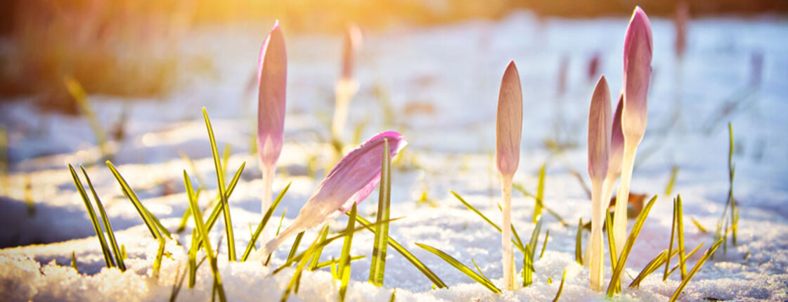 Krokusse im Schnee unter abendlichem Frühlingslicht