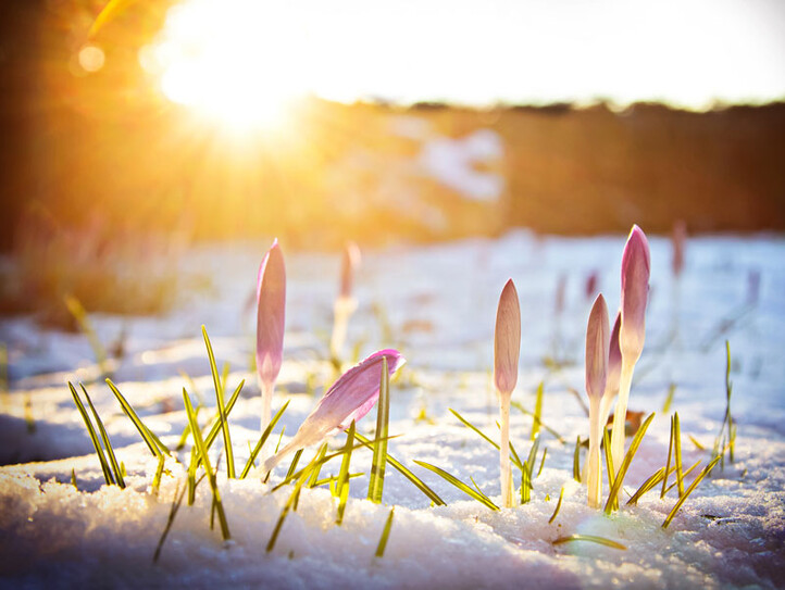 Krokusse im Schnee unter abendlichem Frühlingslicht